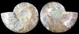 Stunning Cut & Polished Ammonite Fossil #39492-1
